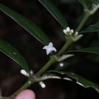 Lasianthus thwaitesii Hook.f.